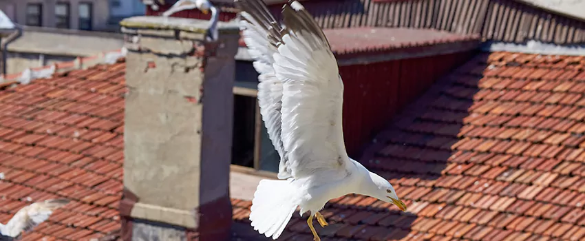 Residential Chimney Animal Removal Solution in Artesia, CA
