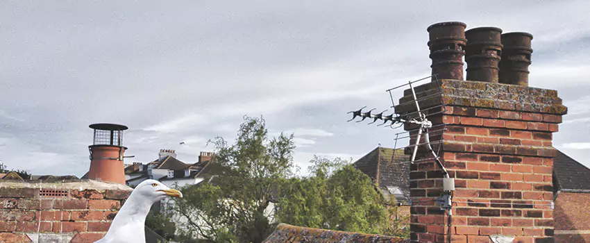 Chimney Cleaning And Restoration in Artesia, California